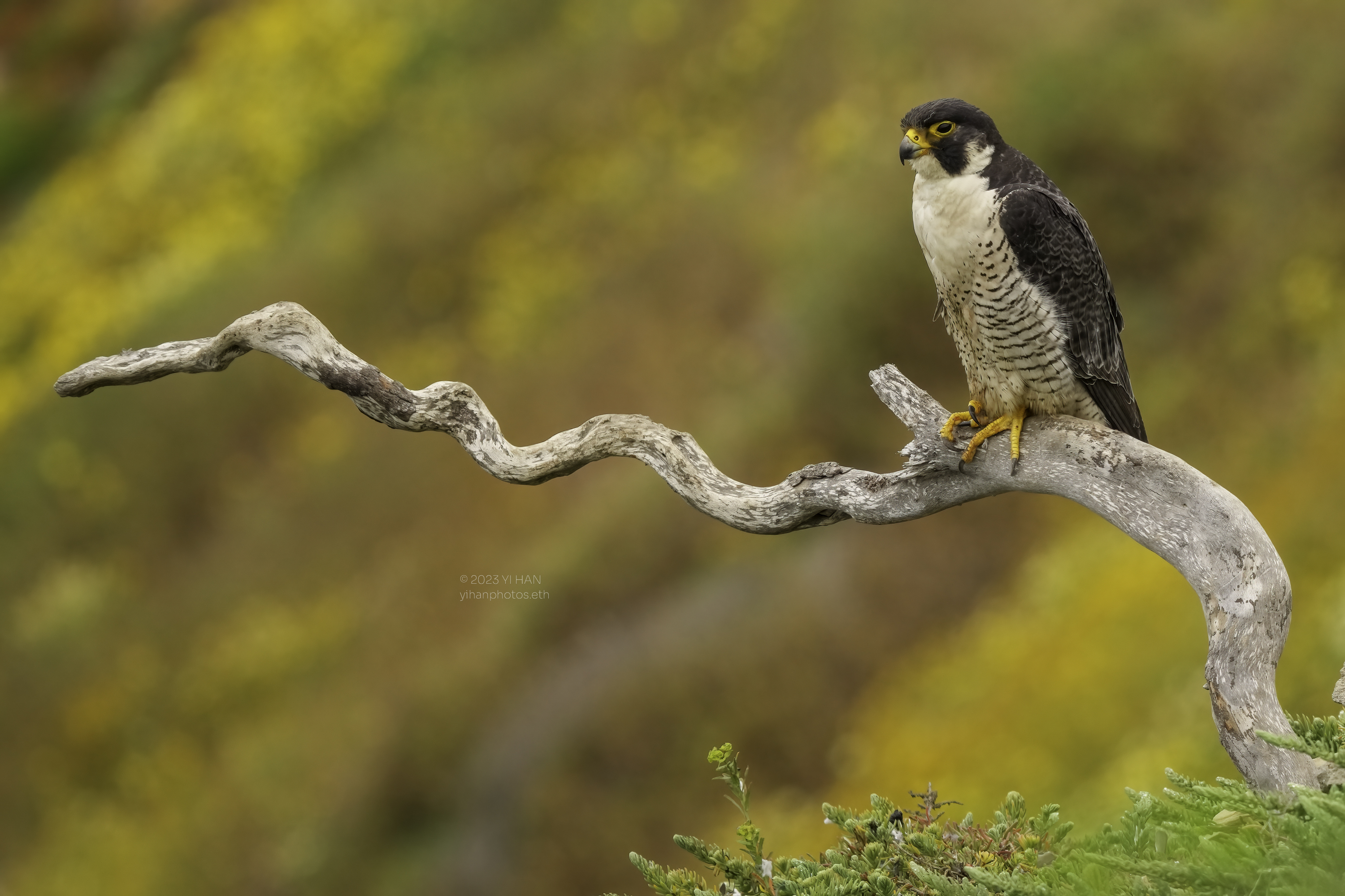 peregrine_ falcon_wallpaper_5